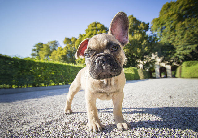 Es gibt pflegeleichtere Lösungen als einen Wachhund. | Foto: MEV Verlag GmbH
