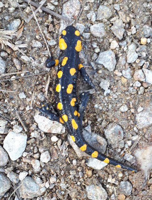 Frühlings_Feuersalamander