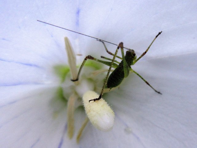 Stabhochsprung in der Blüte