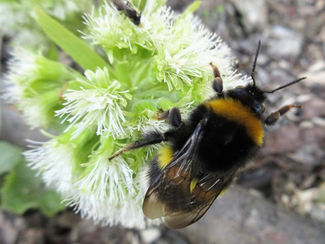 MMMM die ersten Frühlingsblüten schmecken besonders gut , Pestwurz mit Hummel