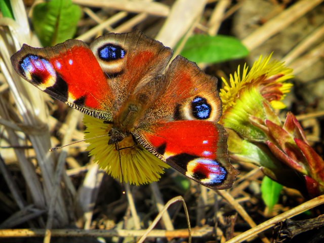 Der Schmetterling und sein farbenspiel