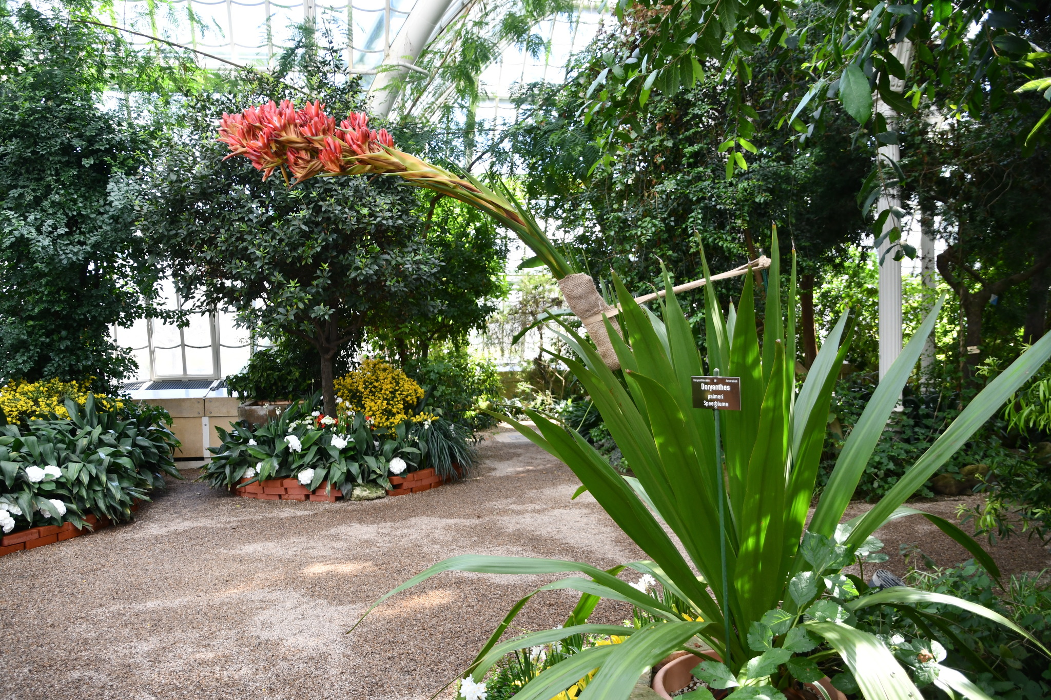 Australische Speerblume zeigt im Palmenhaus/Schönbrunn ihre rare Blütenpracht!