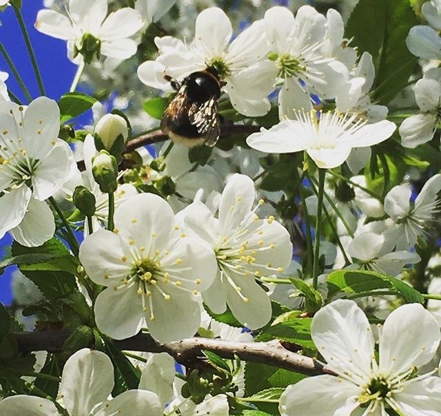 die ersten Besucher in unserem Garten
