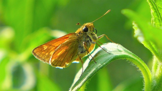 Dickkopffalter in Pose