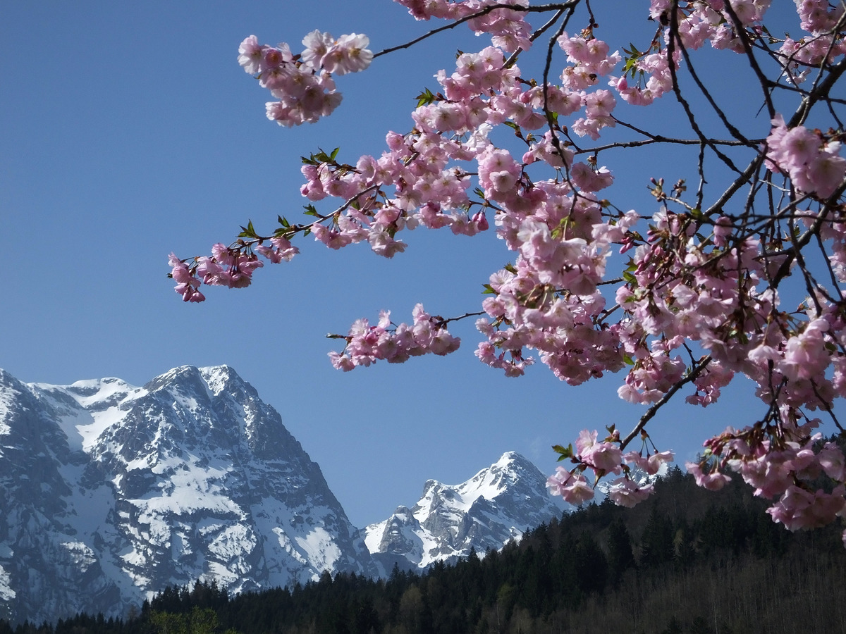 Jetzt Bluht Er Wieder Der Japanische Kirschbaum Tennengau