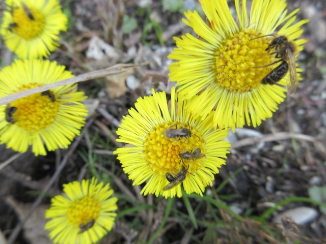 Jeder will die ersten Blüten beschnuppern