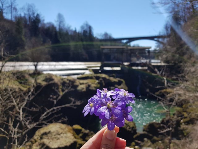 Leberblümchen beim Traunfall