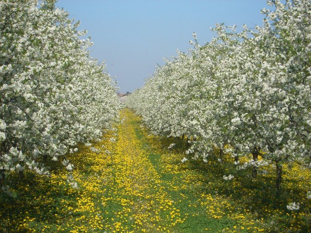 Frühling in Wallern