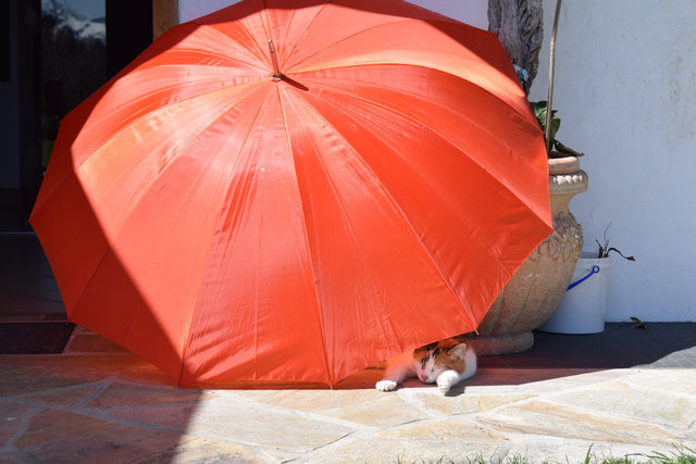 Abkühlung unter dem Schirm: für ein Mittagsschläfchen auf der Terrasse sucht am Scheffauer Hintersteiner See am Wilden Kaiser die fünfjährige Katze Belli
unter dem gespannten Schirm, der eigentlich zur Beschattung der Blumen dienen sollte. | Foto: ZOOM.Tirol