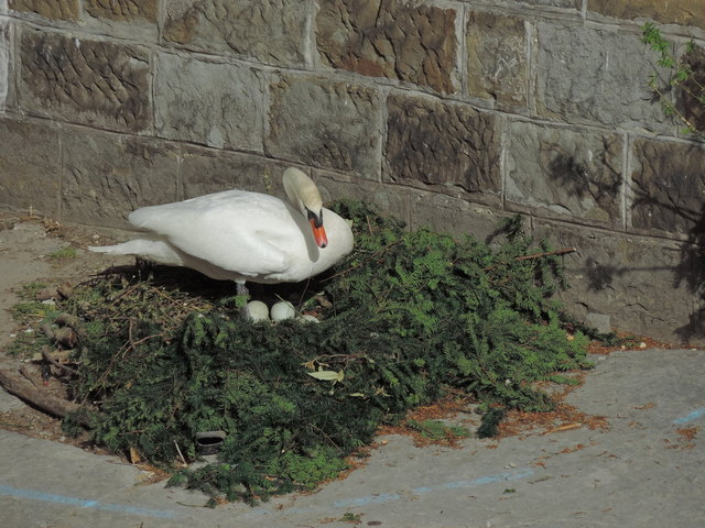Schwanennest im Wien-Fluss: drei Eier sind zu sehen!