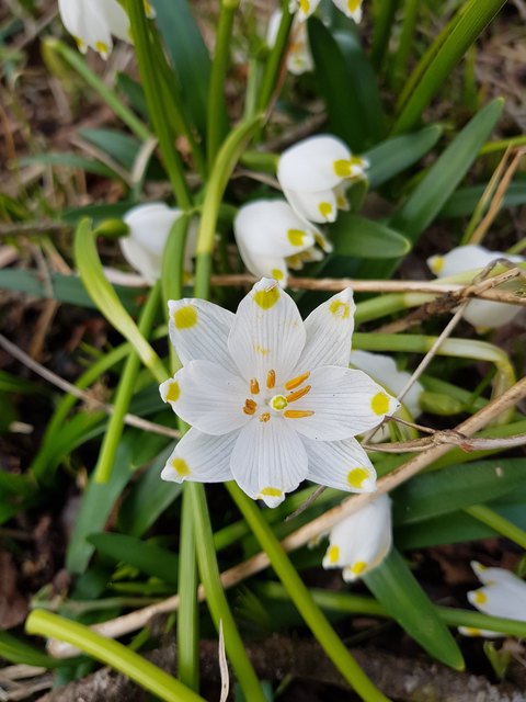 Frühlingsknotenblumen