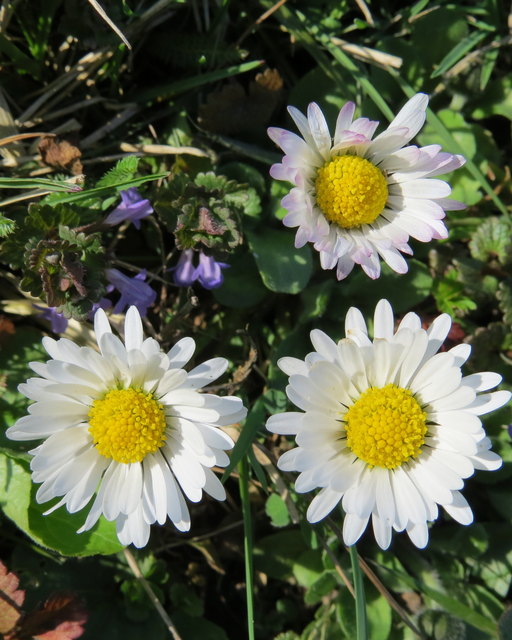 bei uns im Garten...