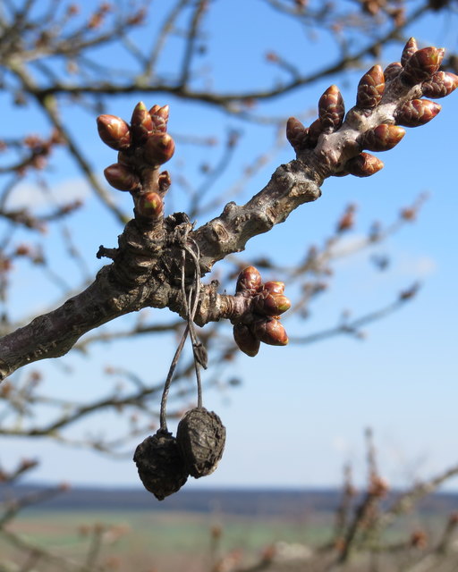 Zauber der Natur! jeder Frühling trägt den Zauber eines Neubeginns in sich