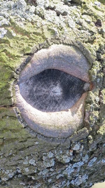 Auge der Natur! bei einem Frühlingsspaziergang in Lutzmannsburg entdeckt