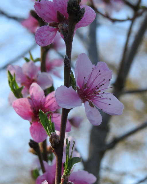 blühender Pfirsichbaum