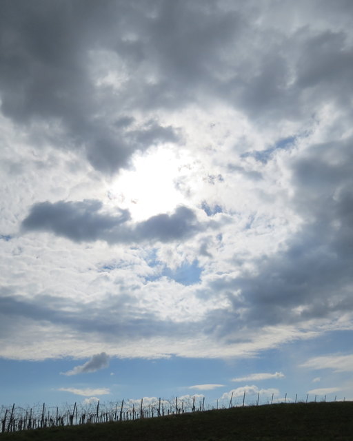 Lutzmannsburger Weingärten! (von meiner Tochter LEA  6 Jahre; fotografiert)