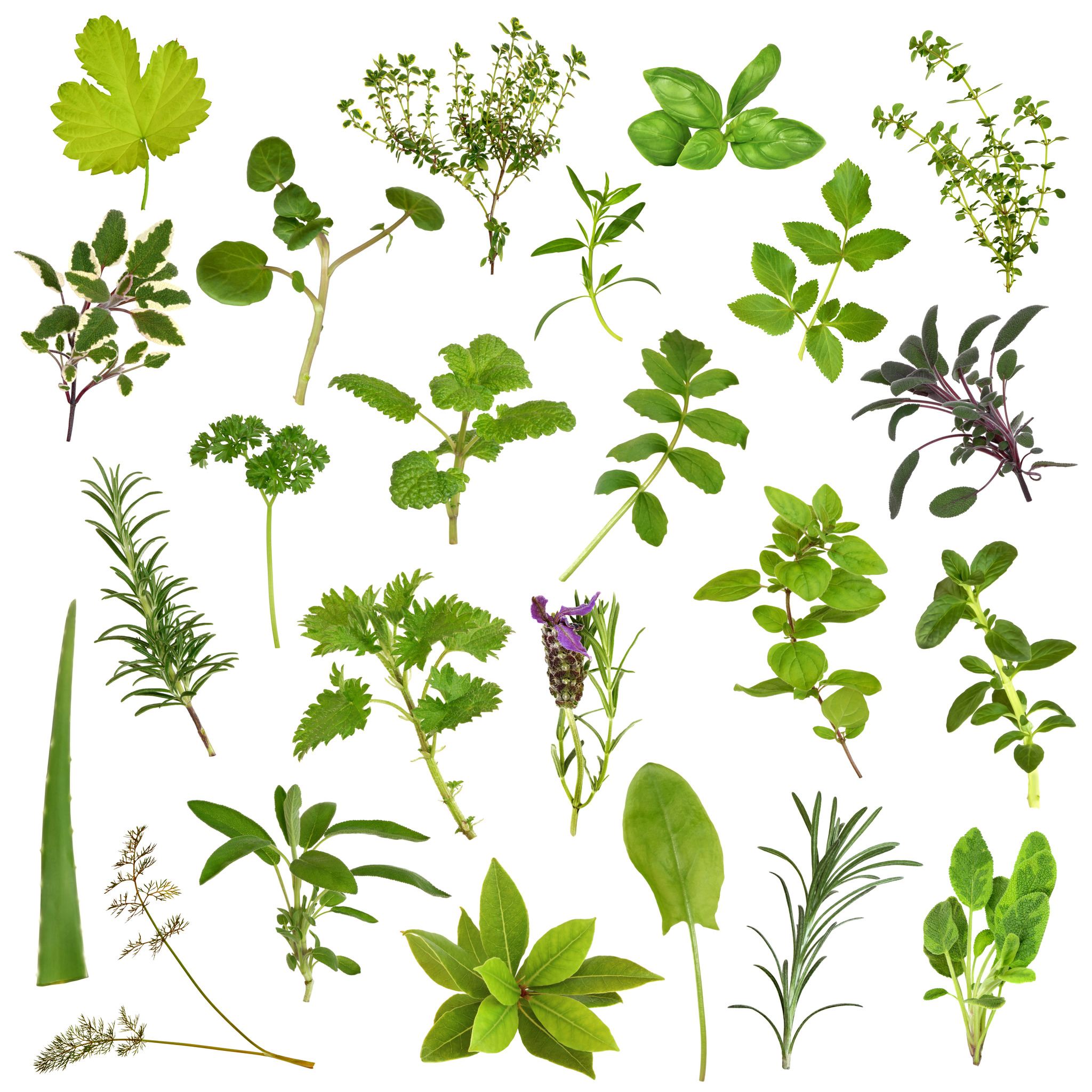 ufopflanze bestellen Pilea Ufopflanze kaufen  Green Me Up