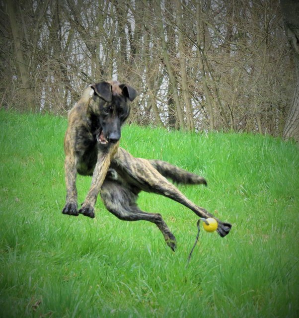 Bosco geniesst die ersten Frühlingstage!