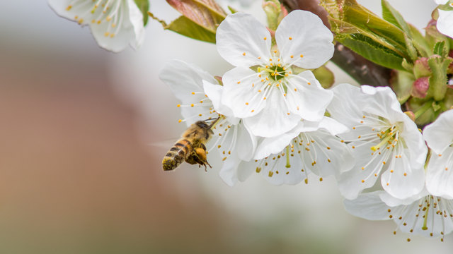 Kirschbäume und Bienen ziehen einander magisch an.