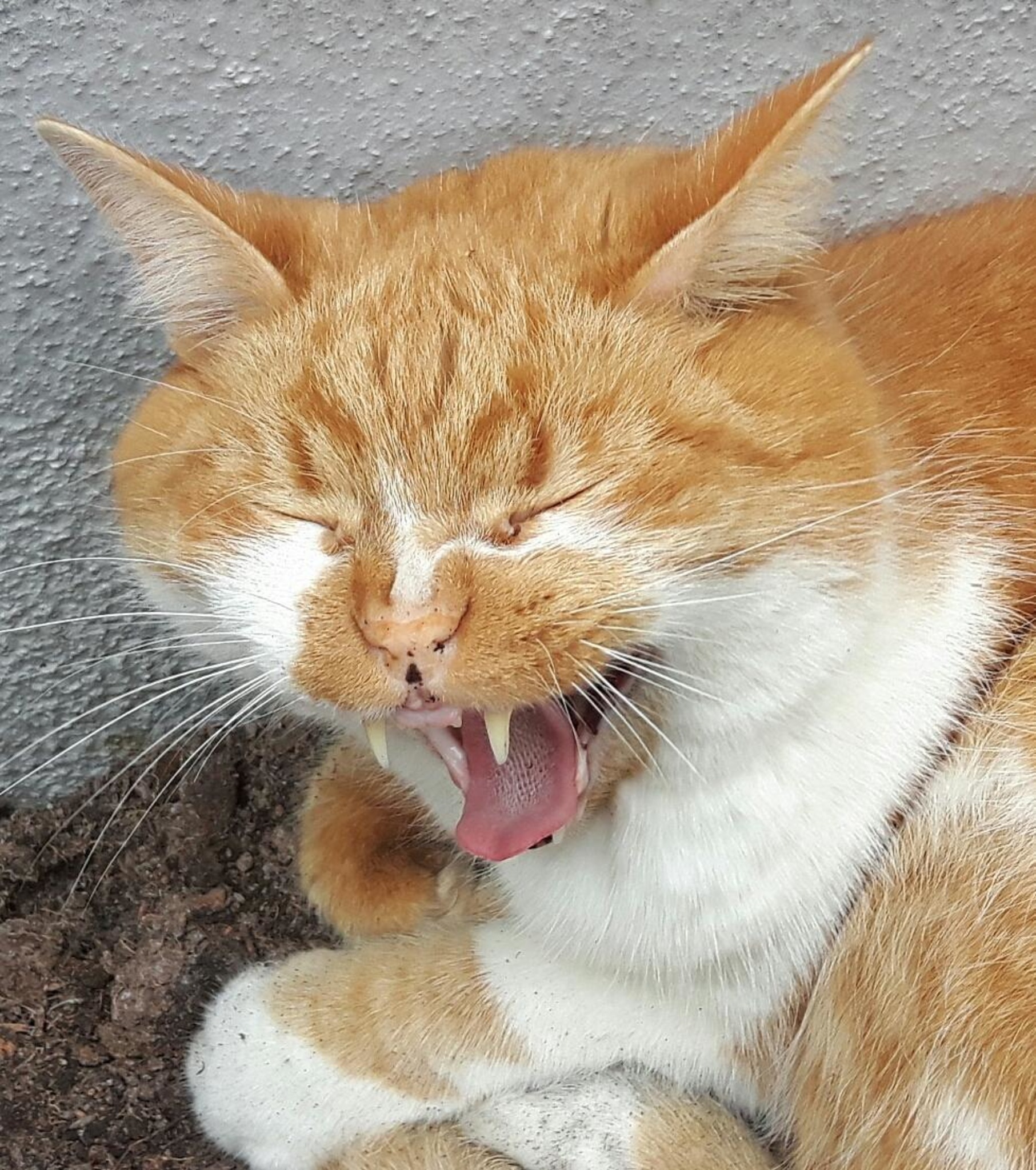 Oh Nein Schon Wieder Montag Oh Nein Schon Wieder Montag