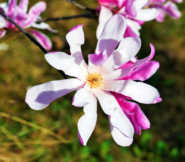 ... die STERNMAGNOLIEN!