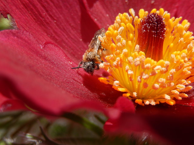 Kuhschelle mit Insekt