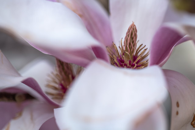 auch ich stellte mich an um die wunderbaren Magolien zu fotografieren