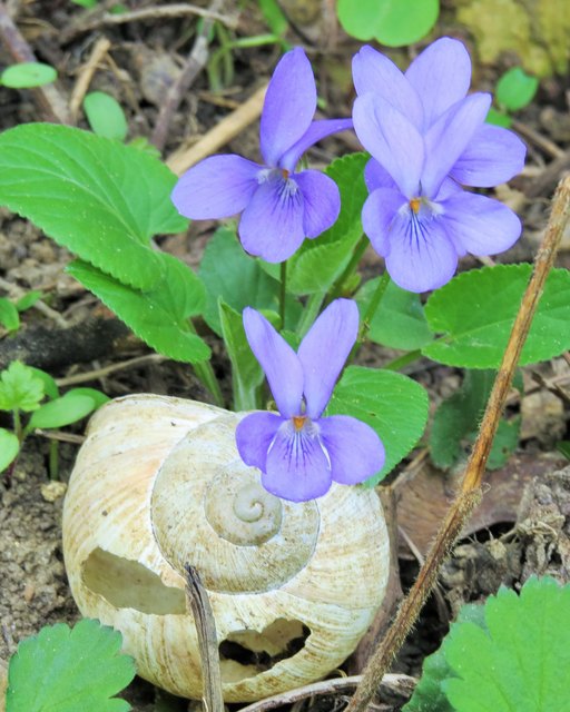 Frühlingsspaziergang