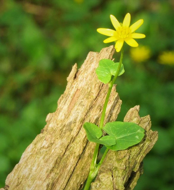 beim Spaziergang ...