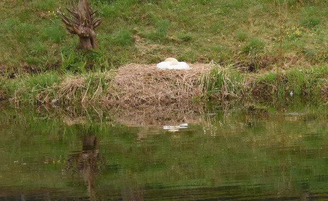 Frau Schwan brütet wieder