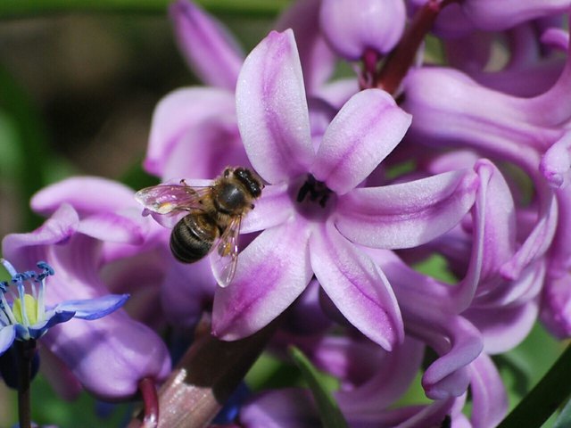 Die Bienen sind in ihrem Element!