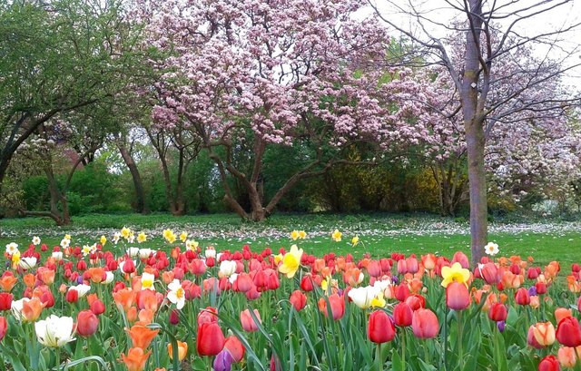 Im Konkreßpark findet man diese farbenfrohe Blumenpracht mit Tulpen, Narzissen und Magnolien