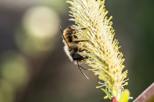 " The poetry of earth is never dead. "