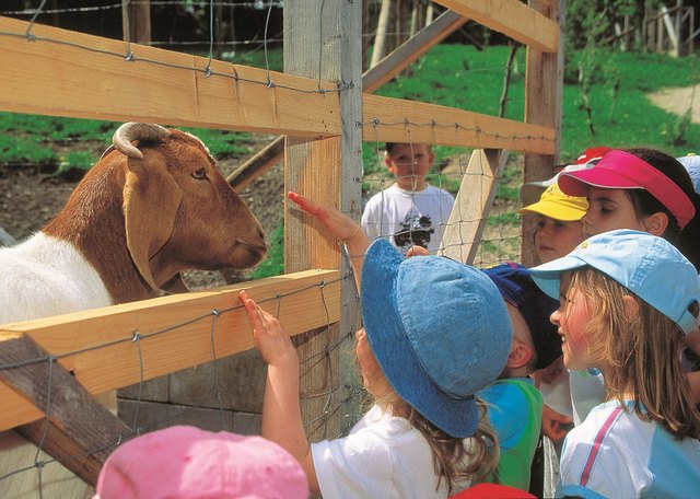 Bauernhof zum Anfassen: Die kleinen Kälber im Freigehege sind bei den Kleinen sehr beliebt.