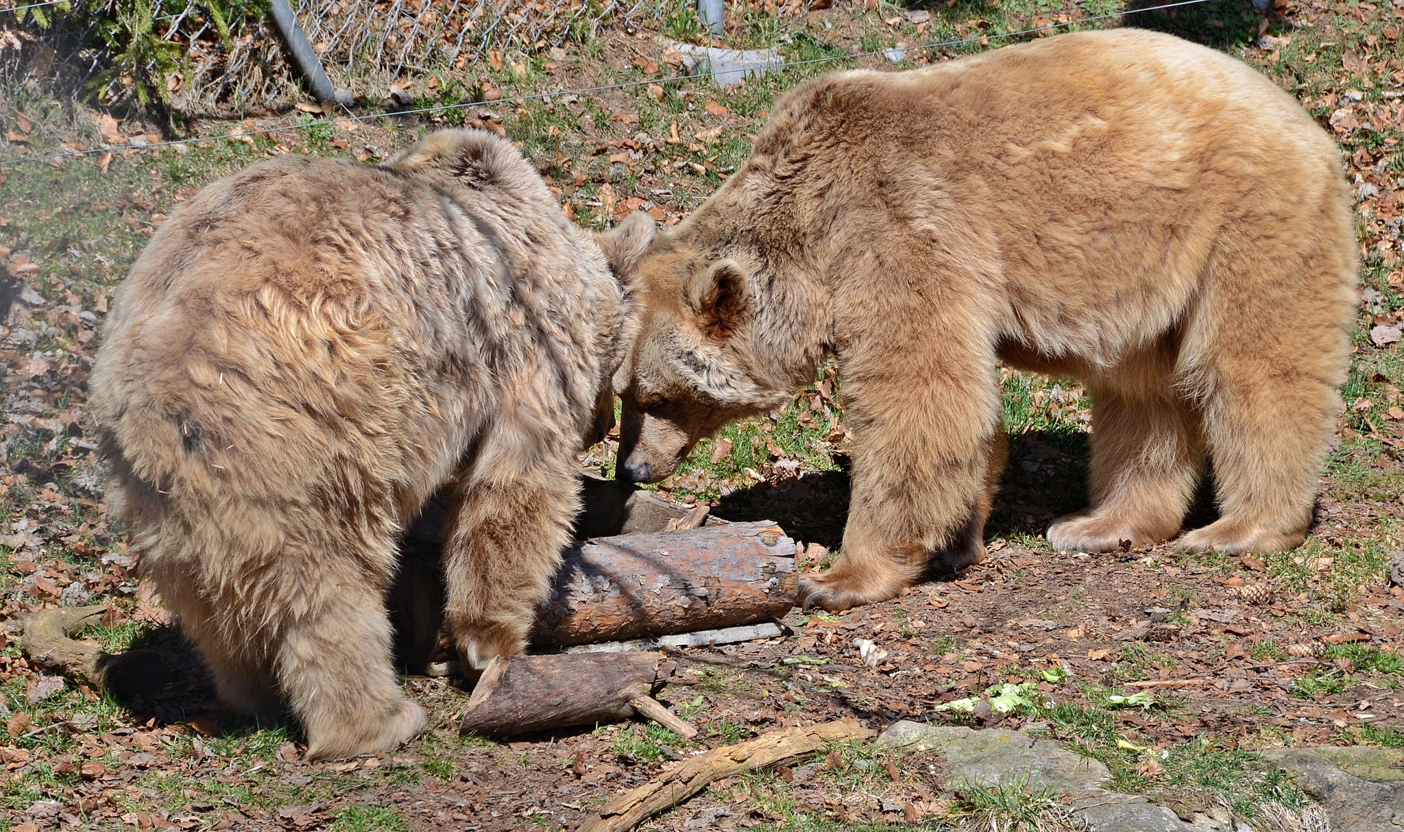 Ausflug zum Bärenwald in Arbesbach - Zwettl