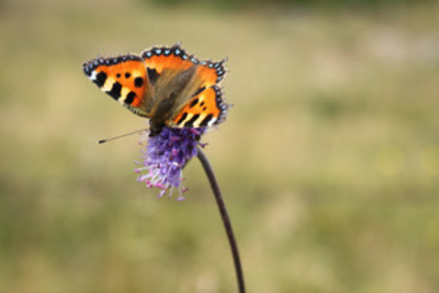 Der Kleine Fuchs gehört zu den ersten Tagfaltern im Frühling. | Foto: Elisabeth H.