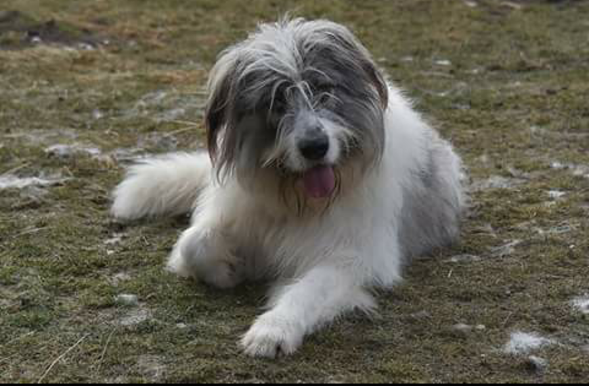 Hirtenhund Gimmi sucht ein neues Zuhause Waidhofen/Thaya