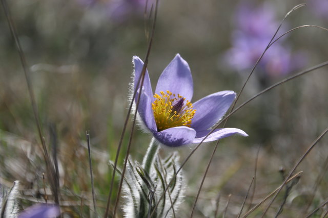 eine Kuhschelle am Wegesrand