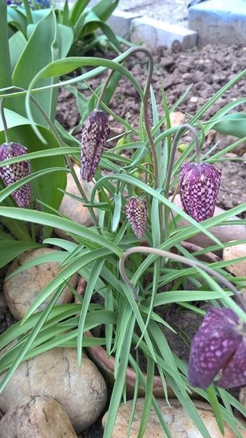 so blüht die schachbrettblume im Garten in halbturn