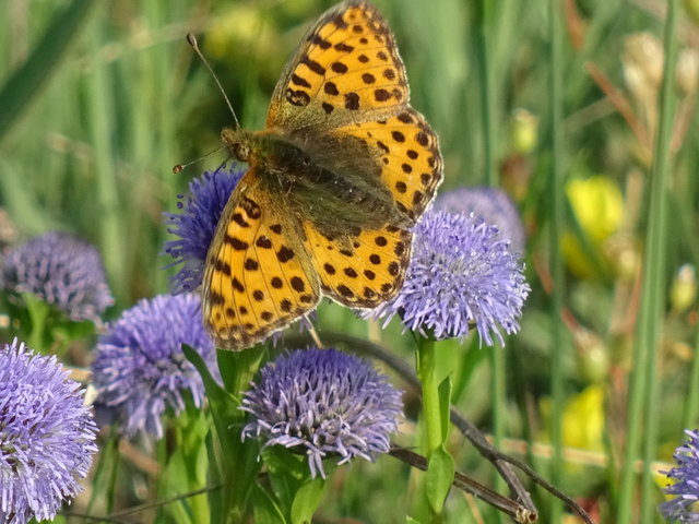 Kugelblume als Futterstation
