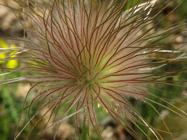 Nickende Kuhschelle ...