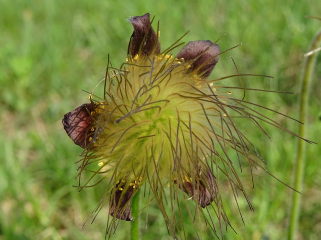 und noch eine nickende Kuhschelle ...