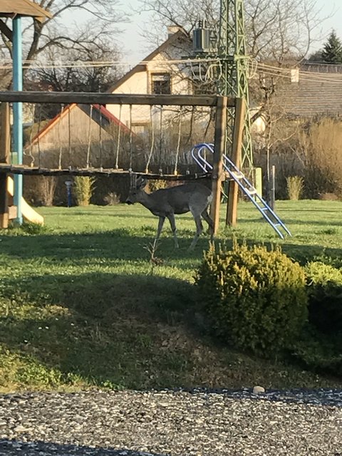 Junger Rehbock im Garten