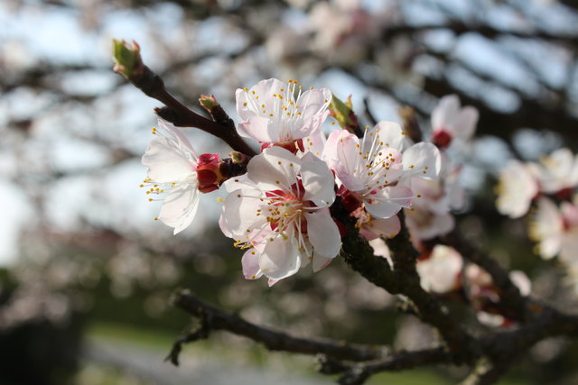 Marillenblüte