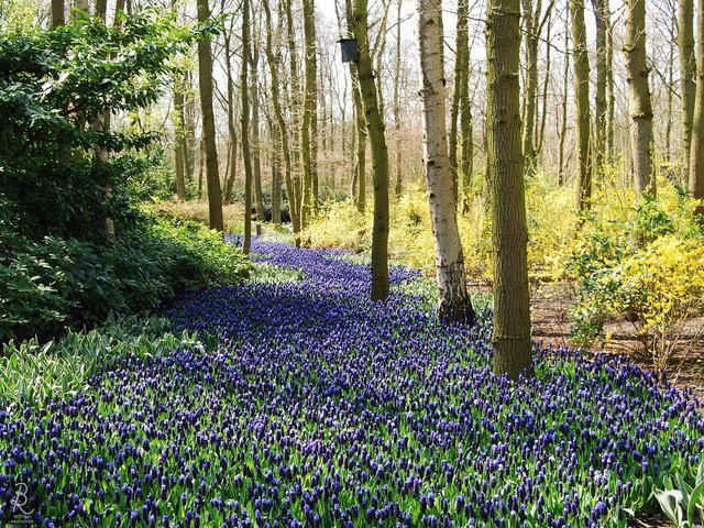 Viele blaue Traubenhyazinthen schlängeln sich wie ein Bach durch den Frühlingswald!