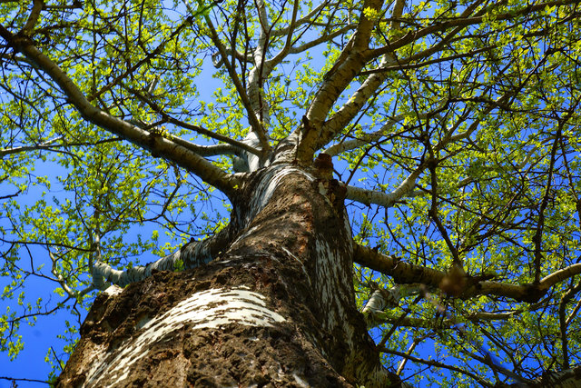 Zu fällen einen schönen Baum, braucht 's eine halbe Stunde kaum. Zu wachsen, bis man ihn bewundert, braucht er, bedenk' es, ein Jahrhundert.
