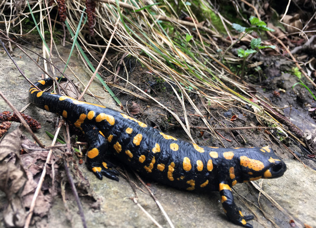 Guten Morgen Frühling