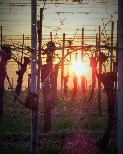 Sonnenaufgang im Weingarten