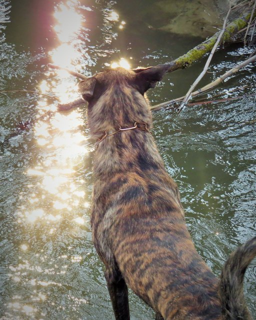 Bosco genießt den Sonnenaufgang