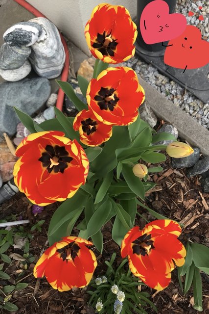 Tulpen ???? erblüht am 11.April 2018 im Vorgartl erfreuen das Herz ????
